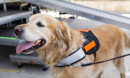 Epidogs: en busca del mejor entrenamiento para perros dedicados al cuidado de las personas con epilepsia