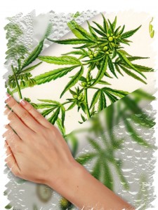cannabis_cristal