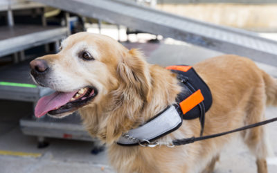 Epidogs: en busca del mejor entrenamiento para perros dedicados al cuidado de las personas con epilepsia