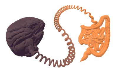 Descubierta la autopista de la información que une cerebro e intestinos