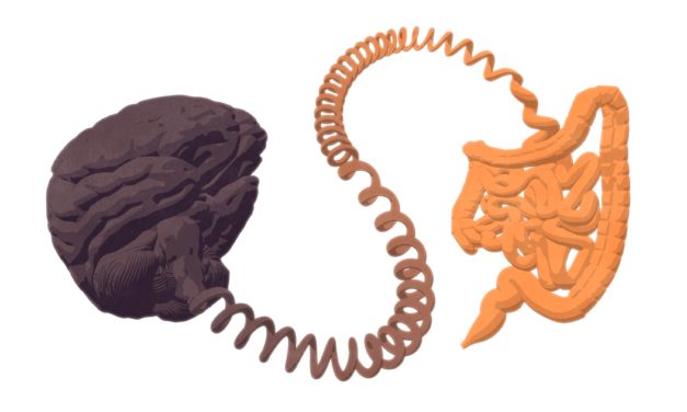 Descubierta la autopista de la información que une cerebro e intestinos