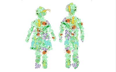 La dieta cetógena produce cambios en la flora intestinal que median su efecto…pero que podrían tener efectos negativos sobre la salud intestinal y general