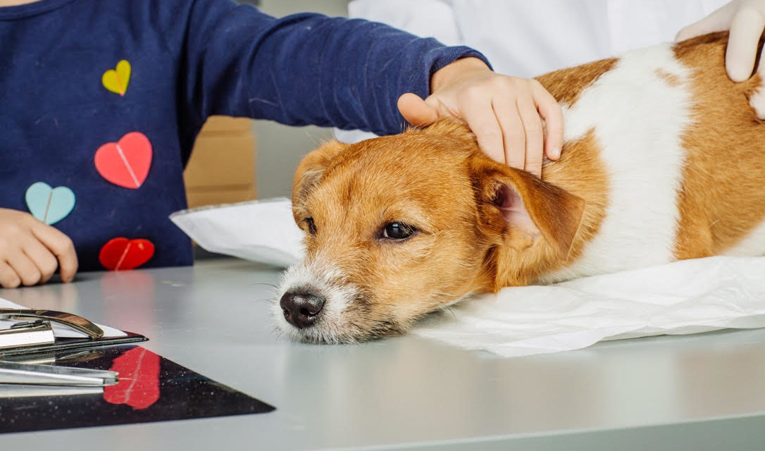 Coronavirus y mascotas: ¿Podrían llegar a ser un reservorio del virus?