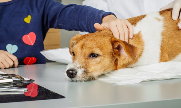 Coronavirus y mascotas: ¿Podrían llegar a ser un reservorio del virus?
