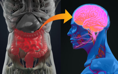 ¿Se podrá alcanzar un mejor control de la epilepsia con la modificación del microbioma intestinal?