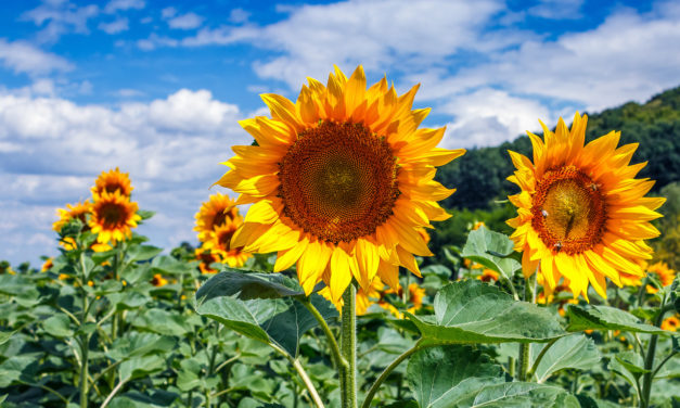 “Síndrome del Girasol”: atracción fatal en pacientes con epilepsia fotosensible extrema