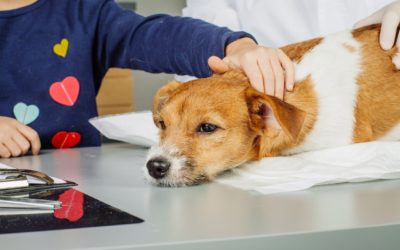 ¿Pueden los perros entrenados disminuir las crisis epilépticas en personas con epilepsia refractaria?